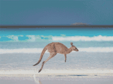 Lucky Bay Roo - 5D Diamond Painting Kit