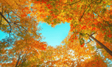 Autumn Love Canopy - 5D Diamond Painting Kit