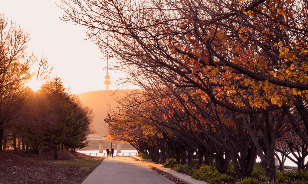 paved path bordered by rows of flowering trees Small figures appear to be standing or walking along the distant path