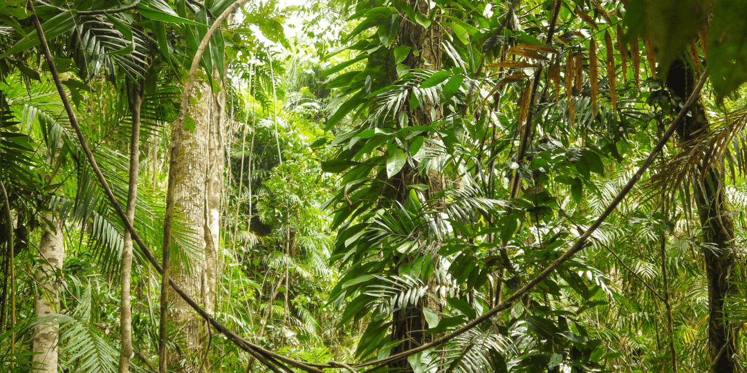 Dense green vegetation in dense woodland beneath layered foliage and pale tree trunks