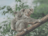Koala Family artwork shown as a completed diamond painting preview