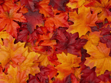 dense arrangement of overlapping leaf-shaped objects beneath fully obscured by the leaf shapes