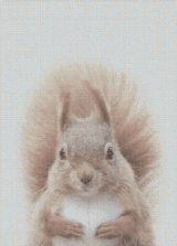 Squirrel artwork shown as a completed diamond painting preview