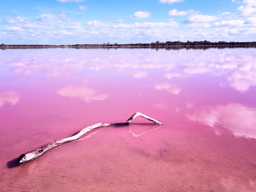 Vivid pink lake in Western Australia with a submerged pale branch beneath a cloud-filled blue sky