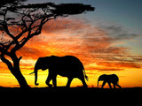 Large elephant silhouette Elephant silhouettes shown in side profile