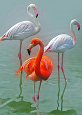 Flamingo Trio  - 5D Diamond Painting Kit